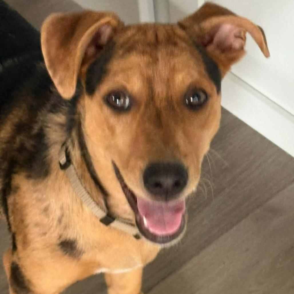 Annalise, a Adoptable Mixed Breed in Joliet, IL image 2/4