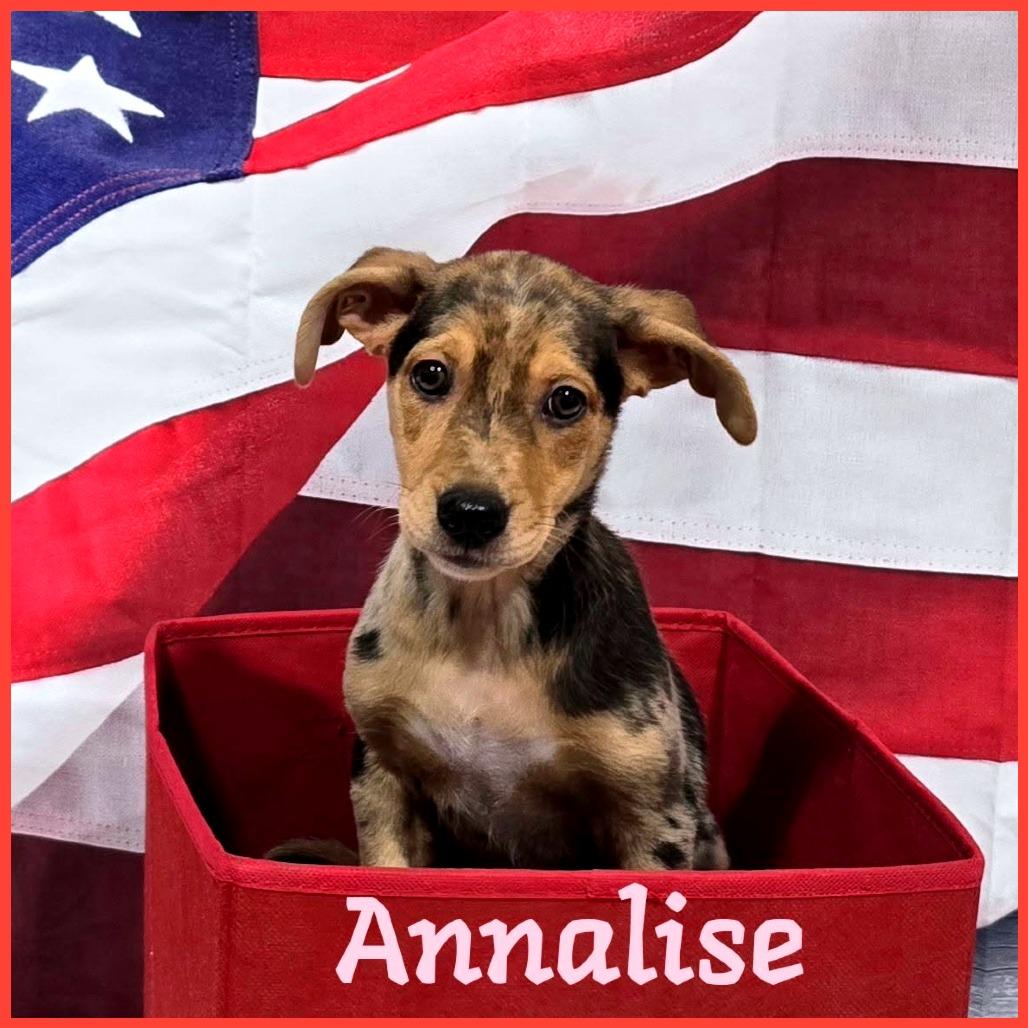 Annalise, a Adoptable Mixed Breed in Joliet, IL image 3/4