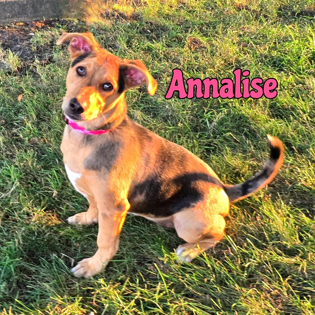 Annalise, a Adoptable Mixed Breed in Joliet, IL image 4/4
