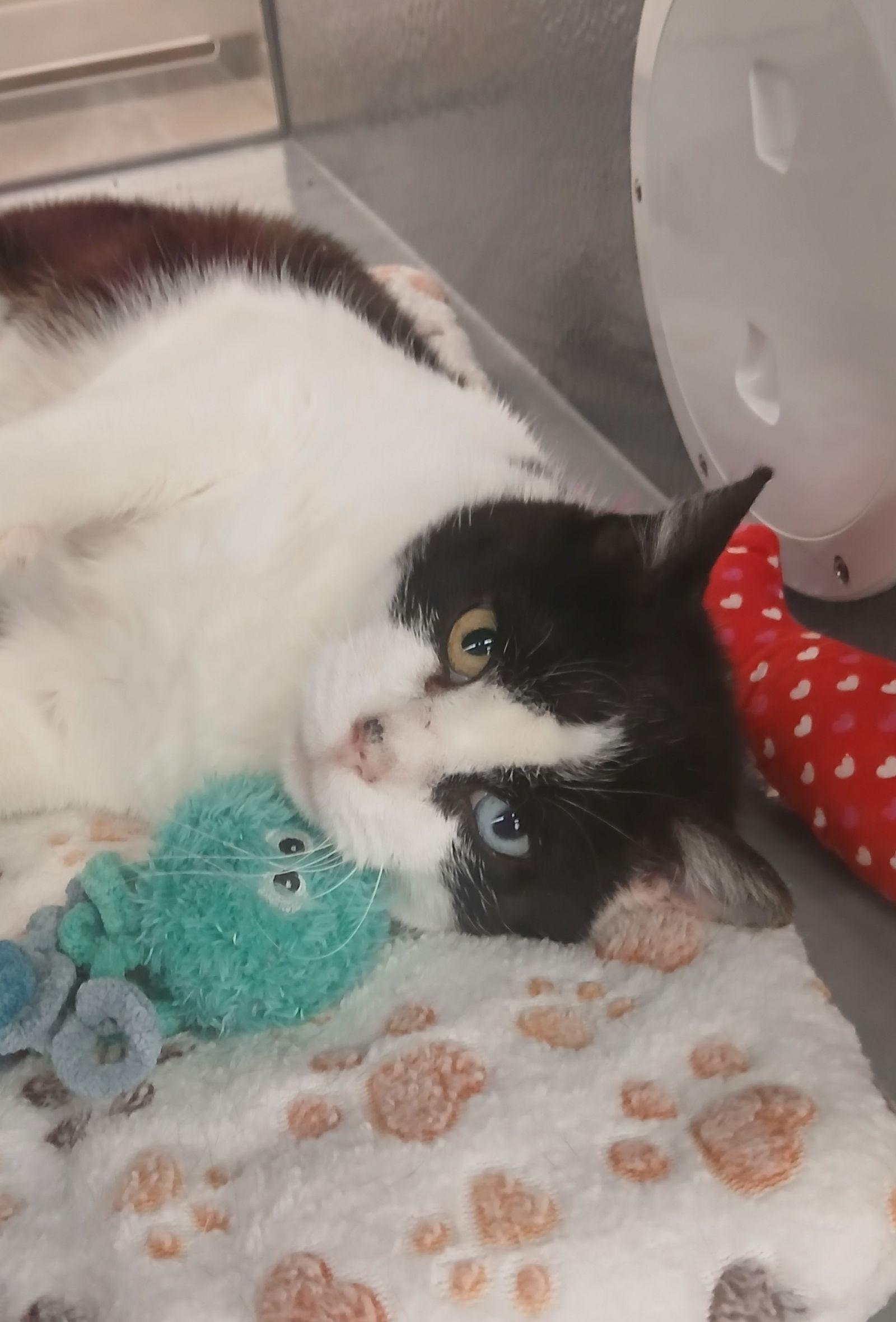 Enlarge Antonella, a Adoptable Domestic Short Hair in Bay City, MI image 1/1