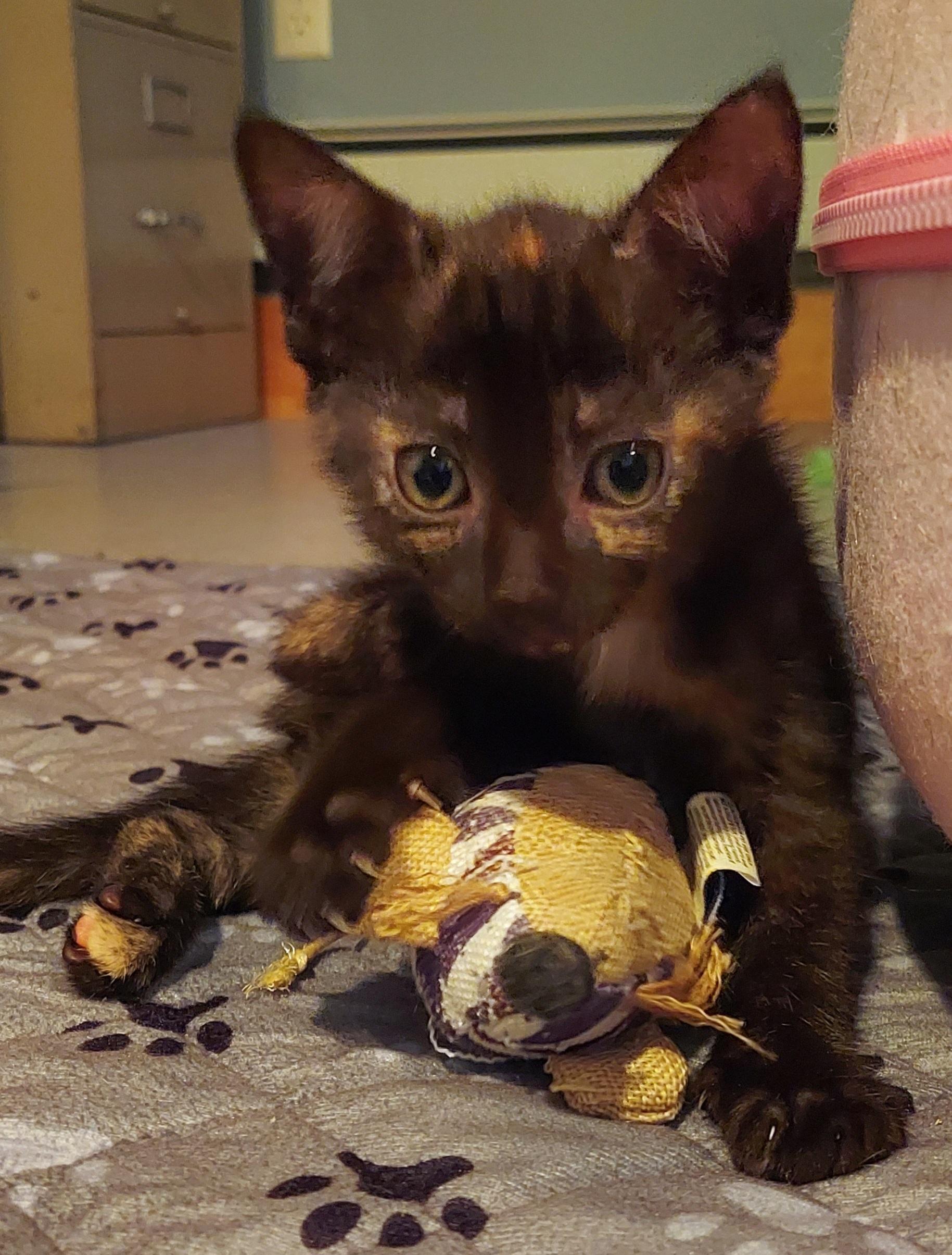 Nectar, ADOPTABLE, Kitten Female Tortoiseshell.