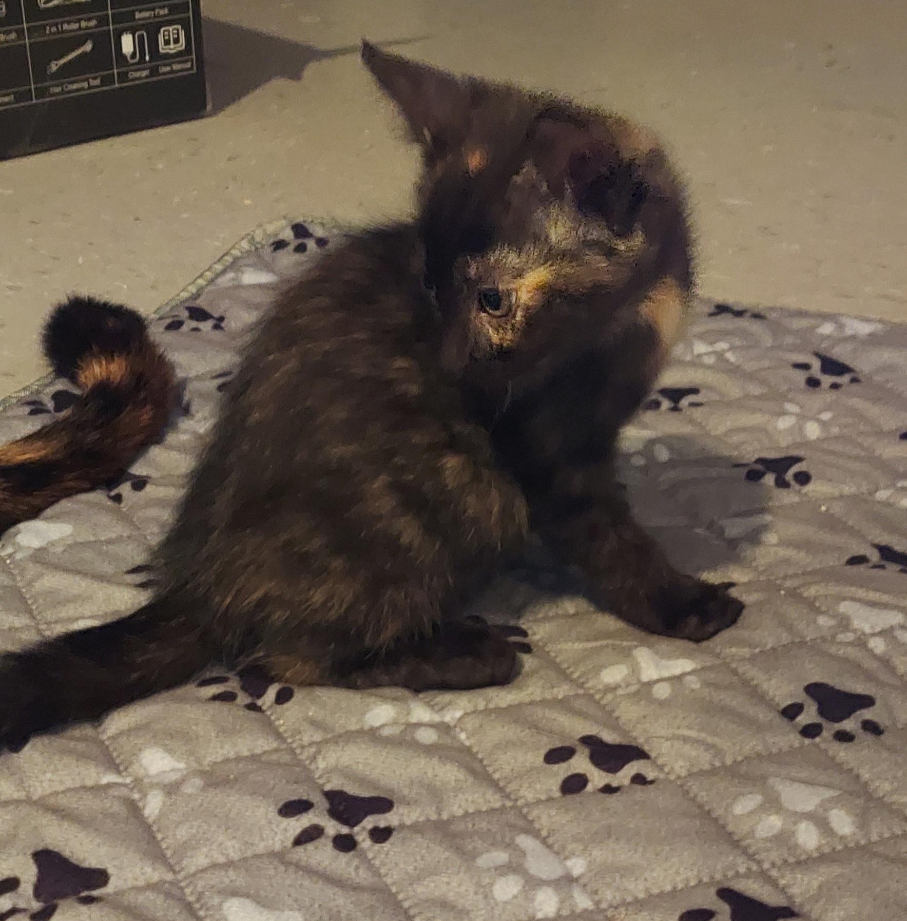 Enlarge Nectar, a ADOPTABLE Tortoiseshell in Succasunna, NJ image 3/3