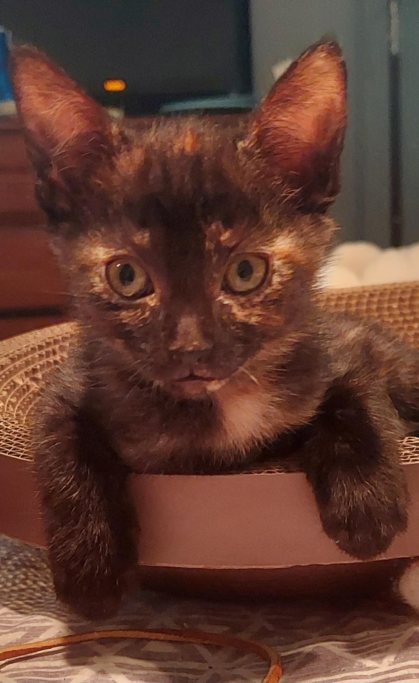 Enlarge Nectar, a ADOPTABLE Tortoiseshell in Succasunna, NJ image 2/3