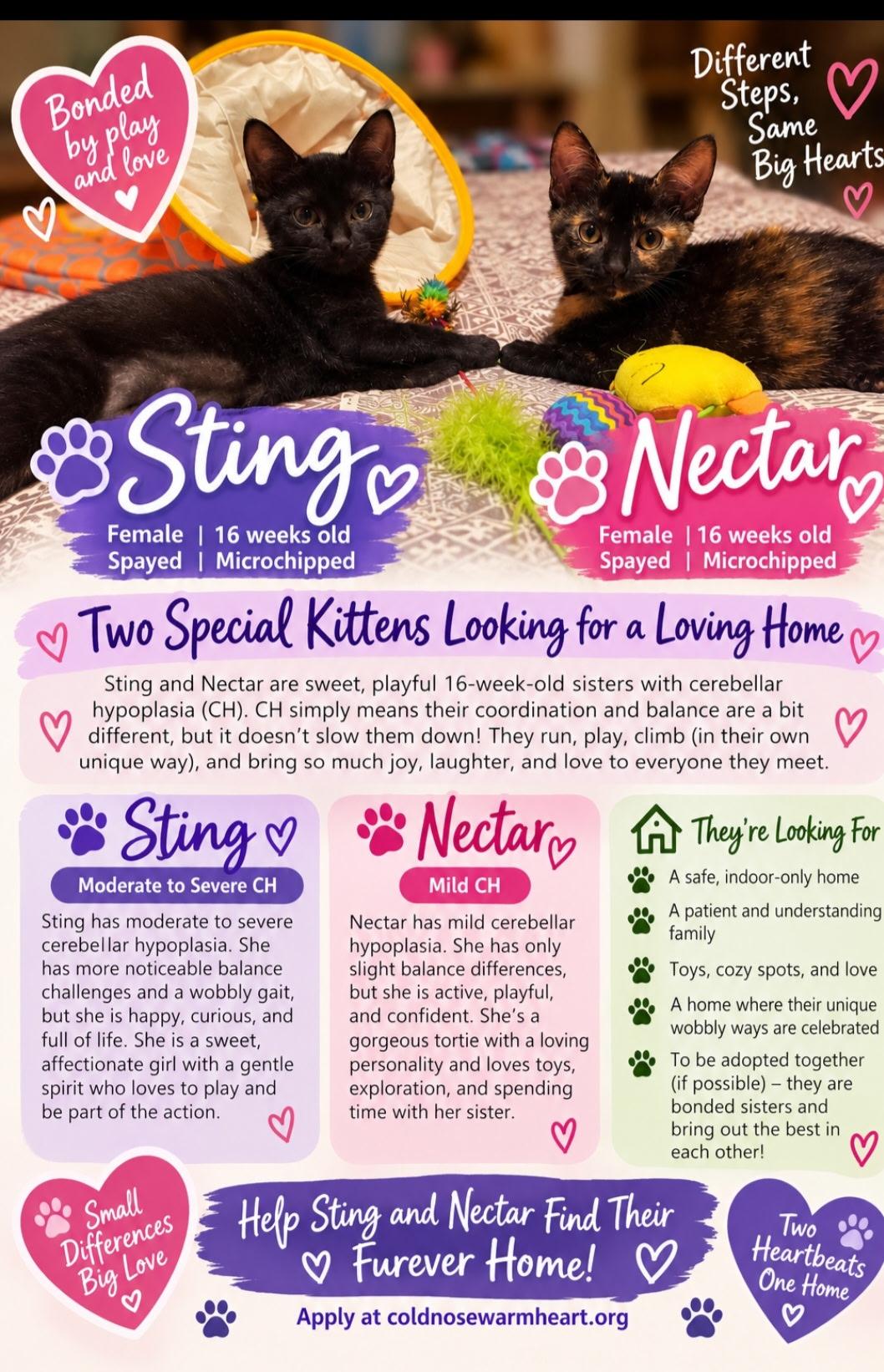 Enlarge Nectar and Sting, a Adoptable Tortoiseshell in Succasunna, NJ image 1/4
