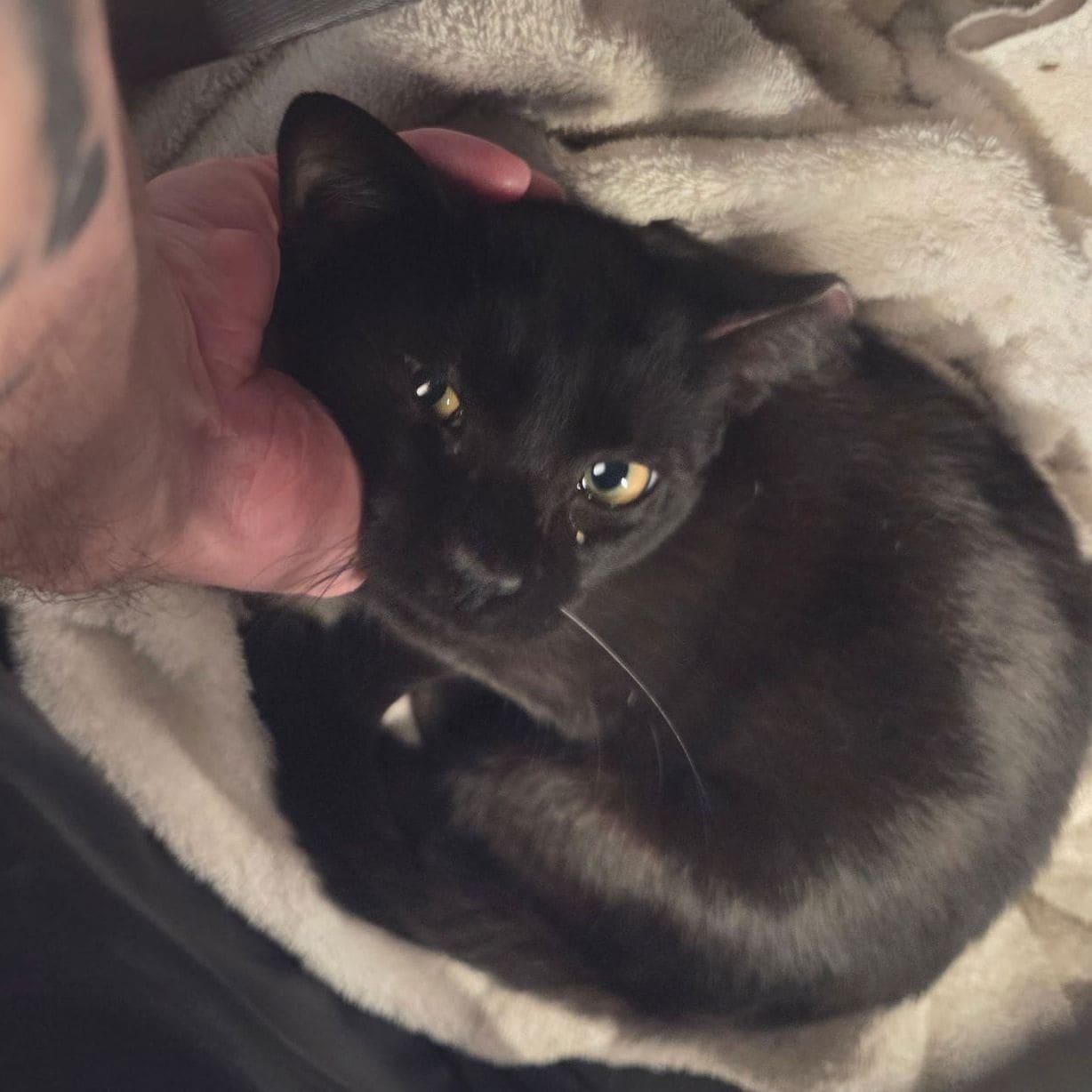 Pearl, Adopted, Young Female Domestic Short Hair.