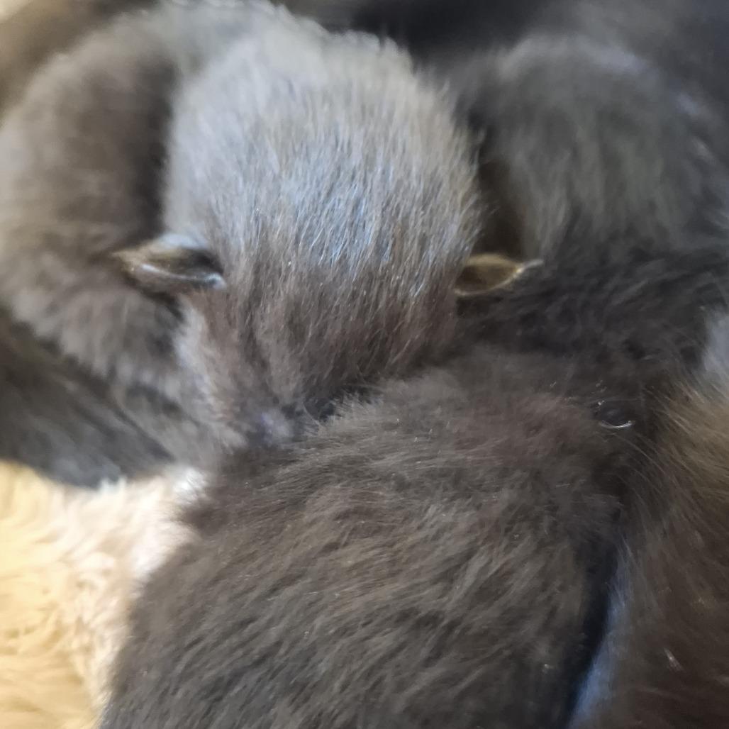 Cranberry, Adoptable, Kitten Female Domestic Short Hair.