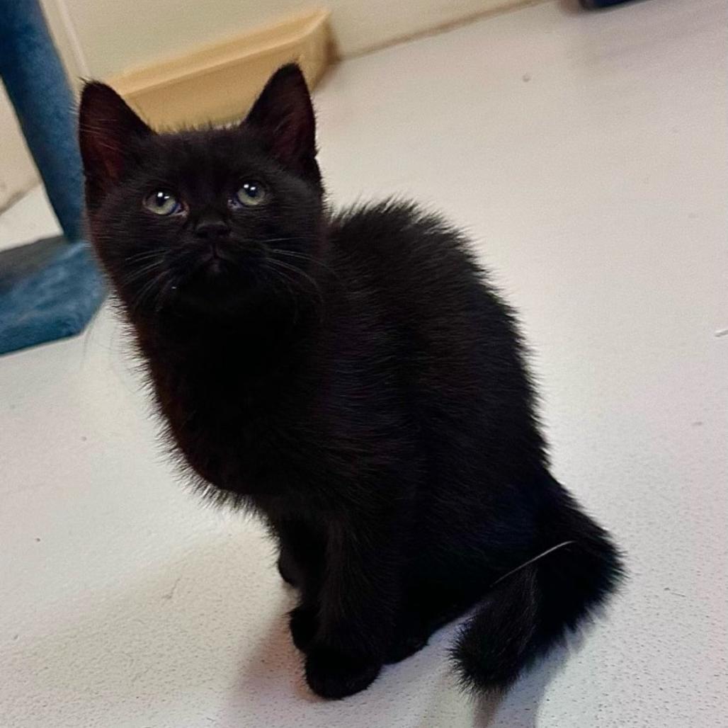 Enlarge Cranberry, a Adoptable Domestic Short Hair in Conway, NH image 2/3