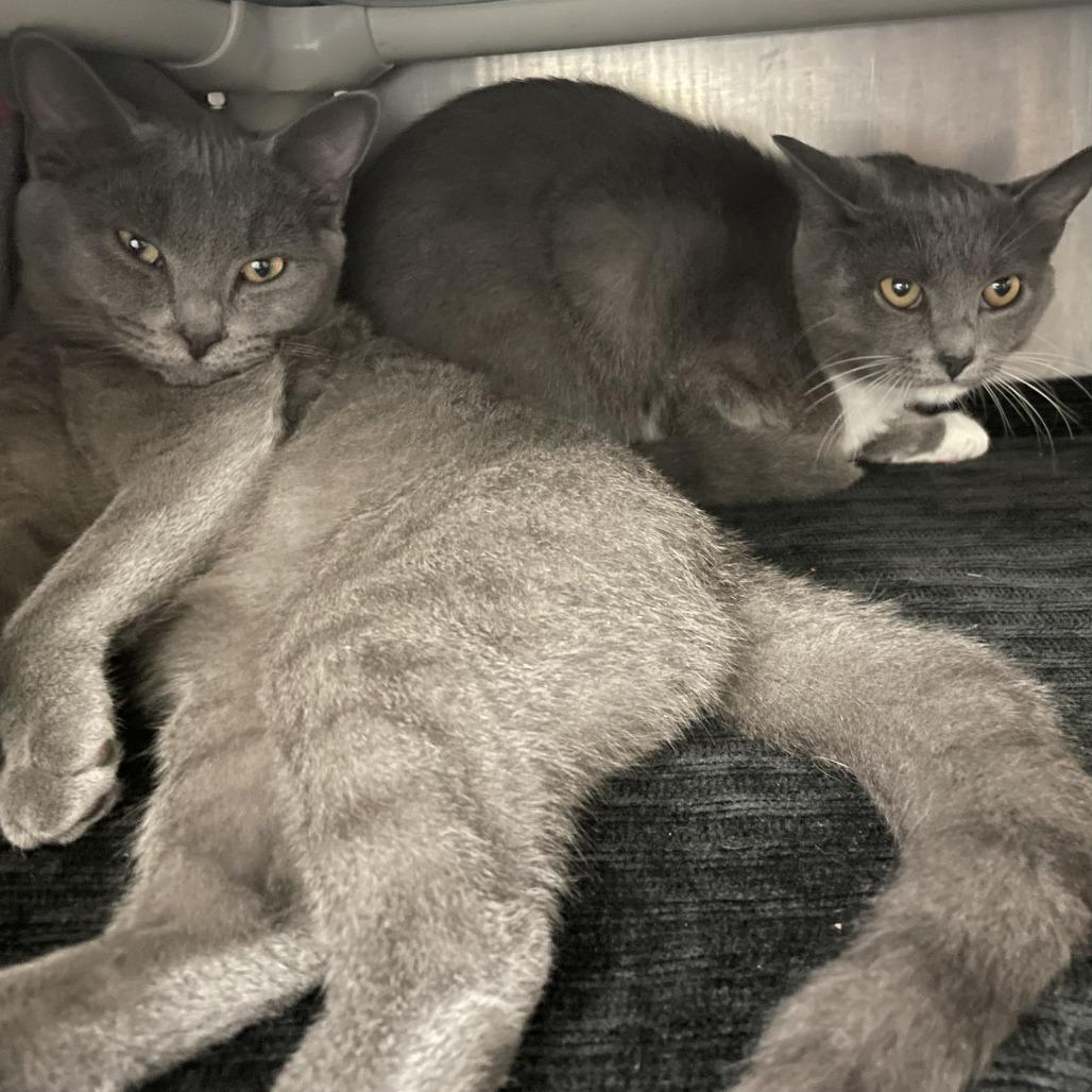 Enlarge Antoinette, a Adoptable Domestic Short Hair in Brockton, MA image 2/2
