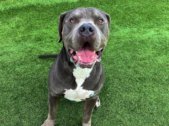 GIMLI — thumbnail 2