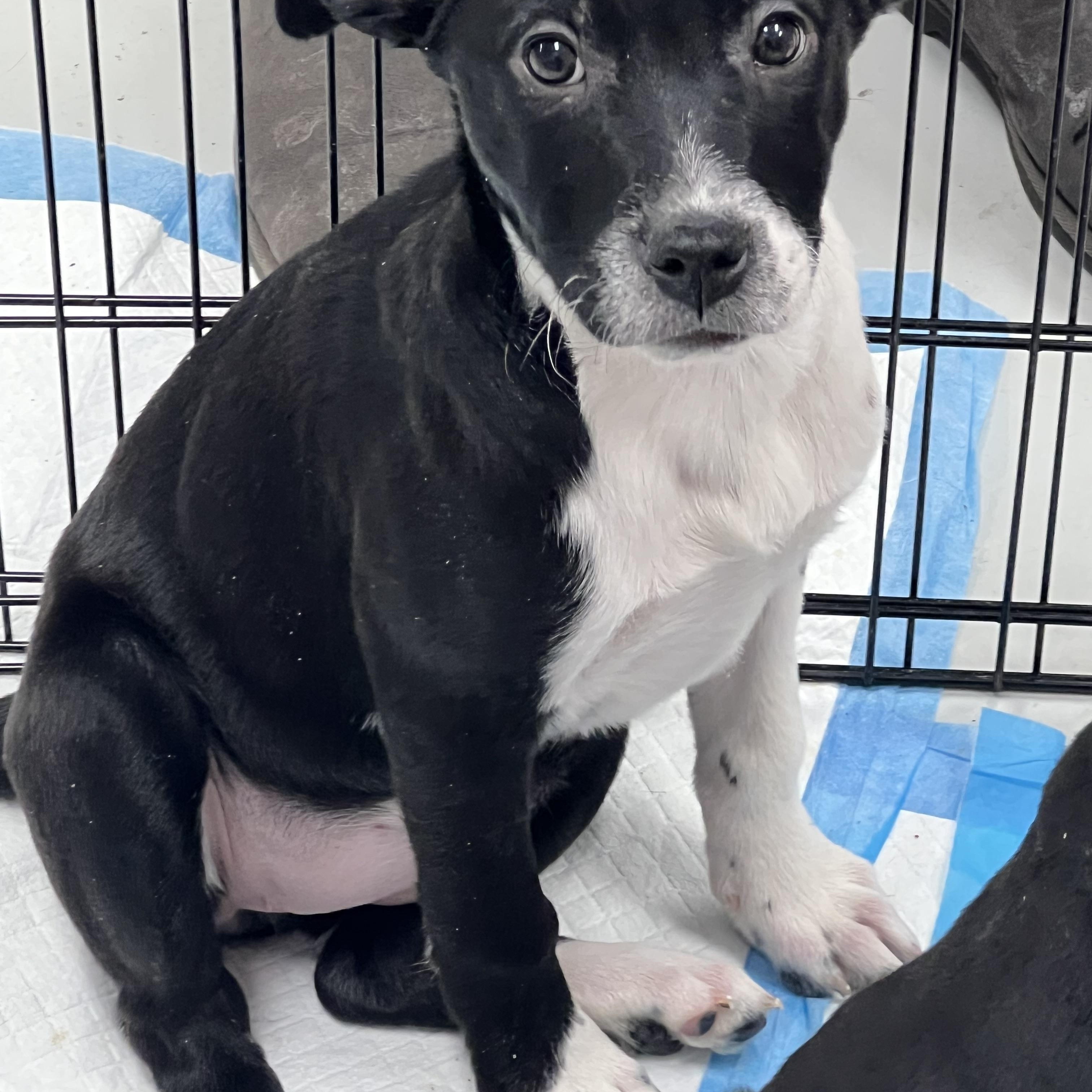Sasha, adopted, Puppy Female Australian Cattle Dog / Blue Heeler & Labrador Retriever.