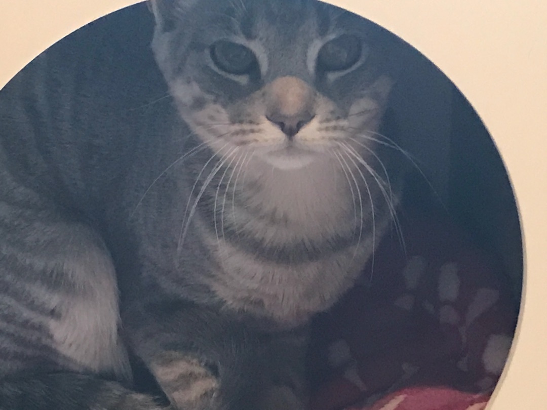 Enlarge Mistletoe aka Missy, a Adoptable Tabby in Kinnelon, NJ image 1/8