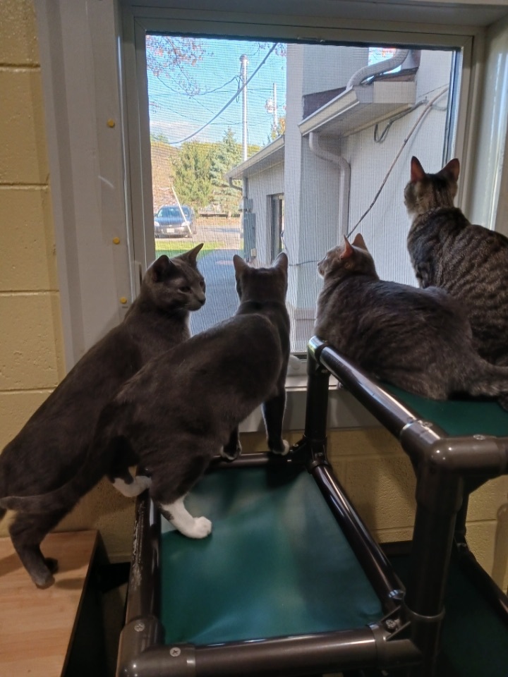 Enlarge Mistletoe aka Missy, a Adoptable Tabby in Kinnelon, NJ image 2/8