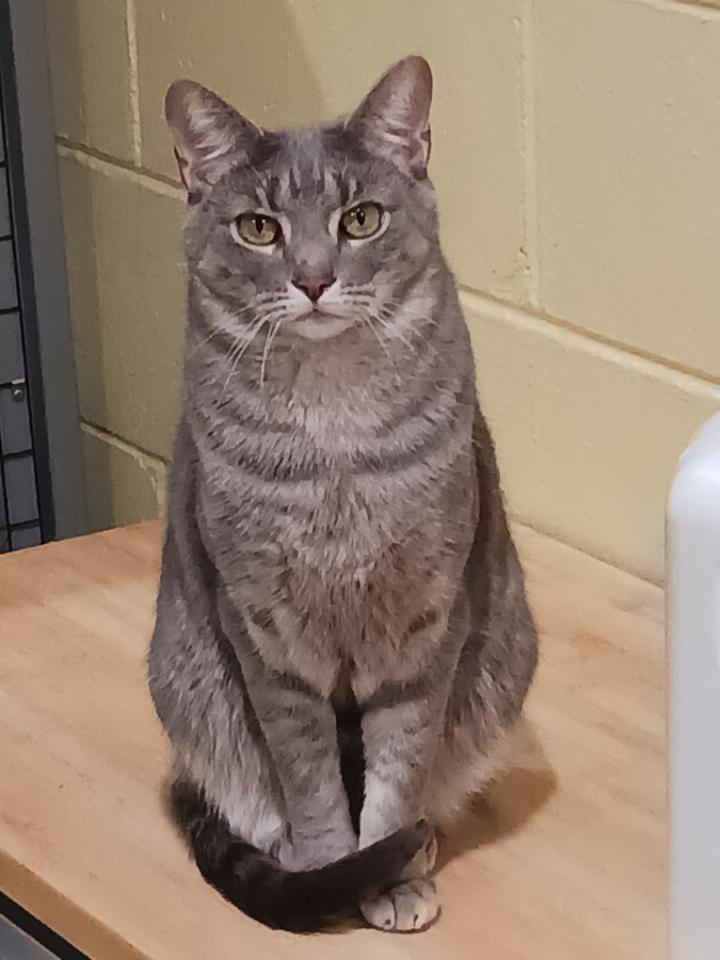 Mistletoe aka Missy, Adoptable, Young Female Tabby.