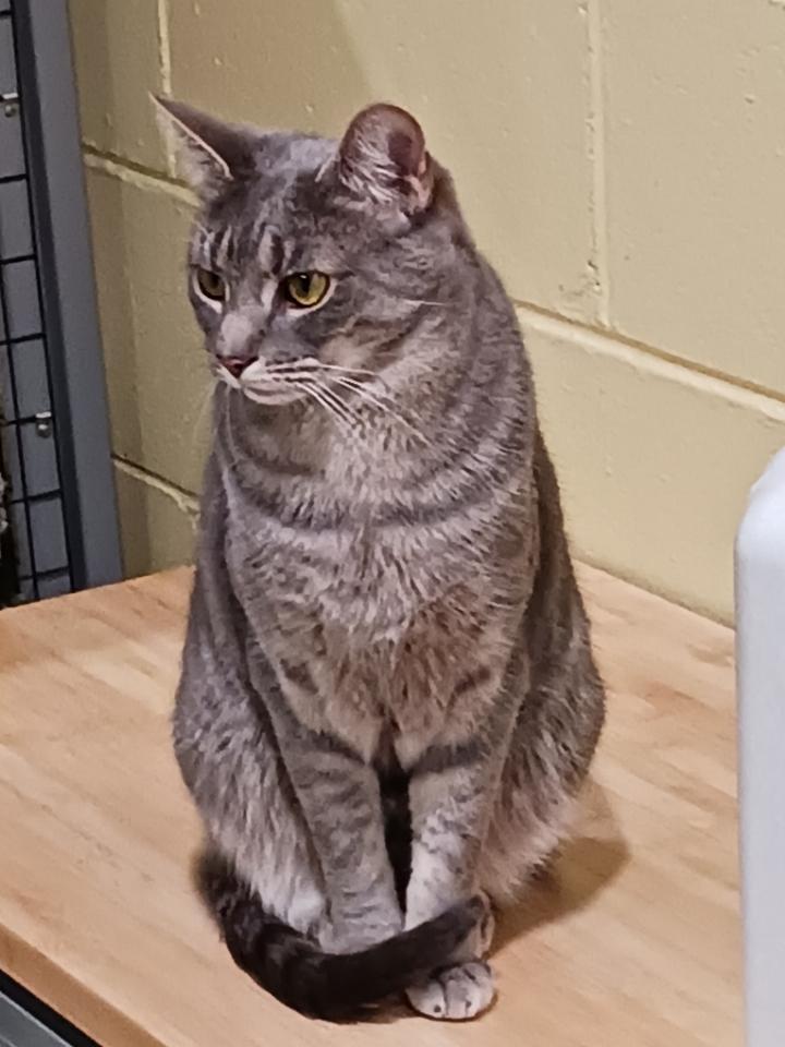 Enlarge Mistletoe aka Missy, a Adoptable Tabby in Kinnelon, NJ image 3/3