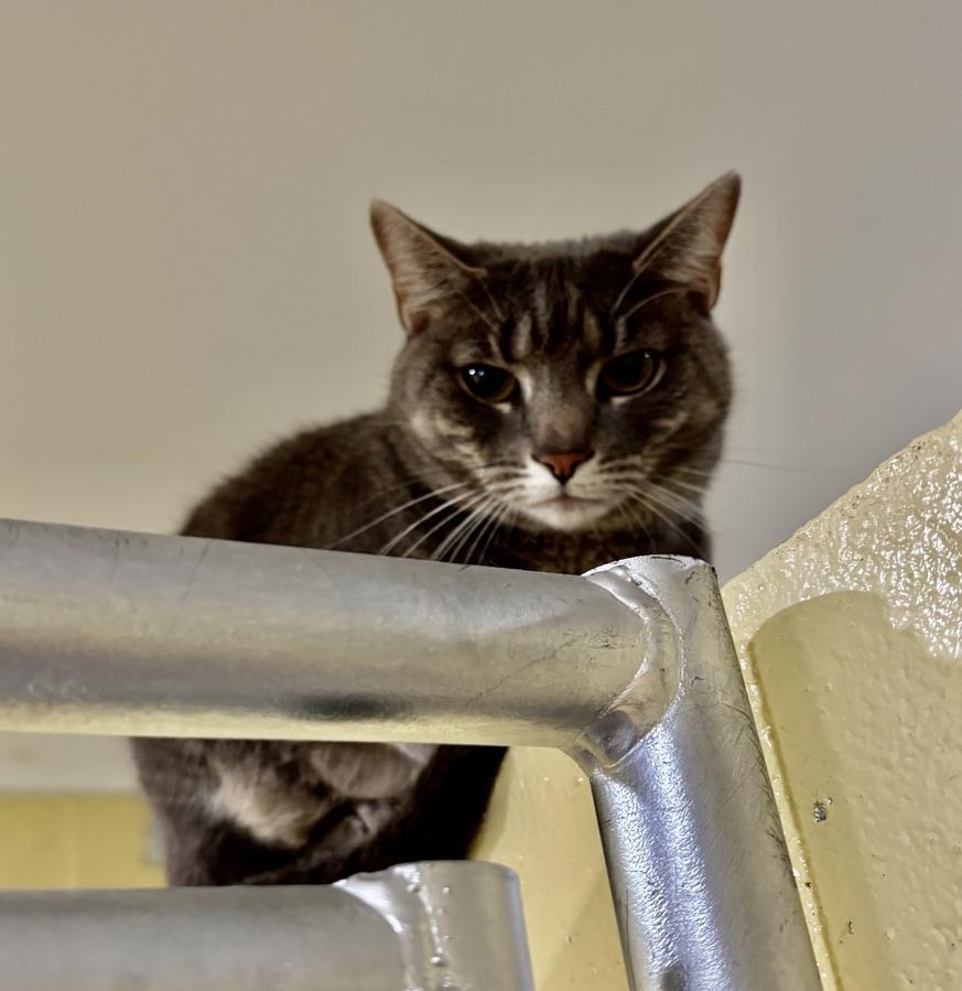 Enlarge Mistletoe aka Missy, a Adoptable Tabby in Kinnelon, NJ image 2/3