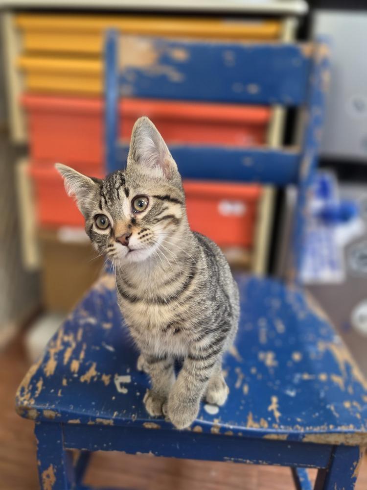 Enlarge Chia, a Adoptable mixed breed in Wild Rose, WI image 1/4
