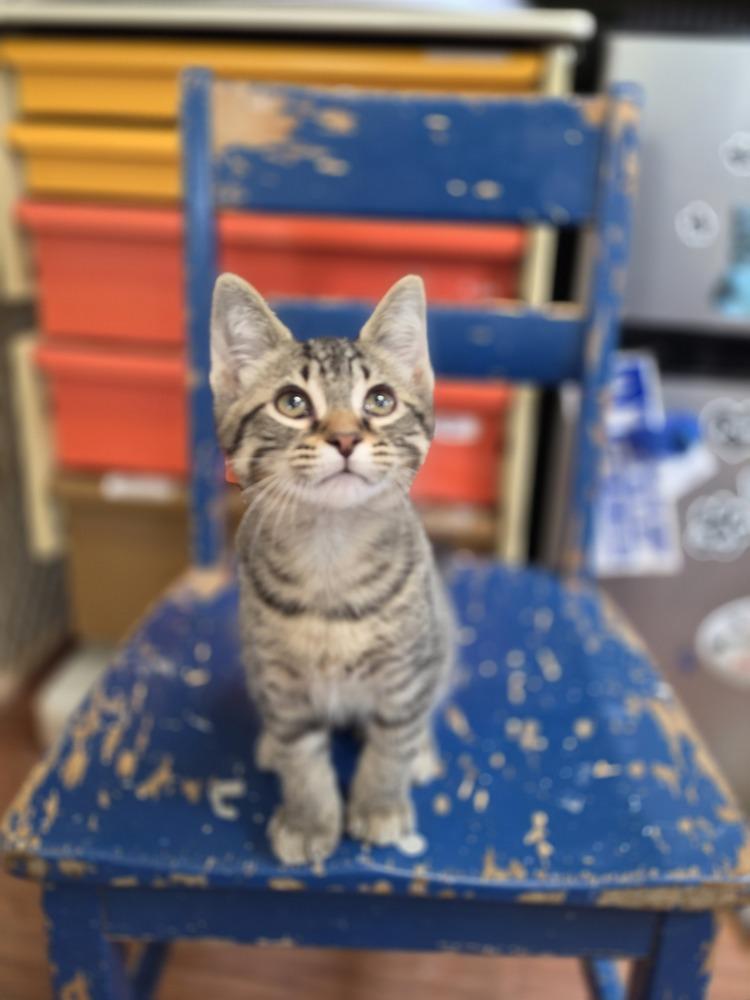 Enlarge Chia, a Adoptable mixed breed in Wild Rose, WI image 4/4