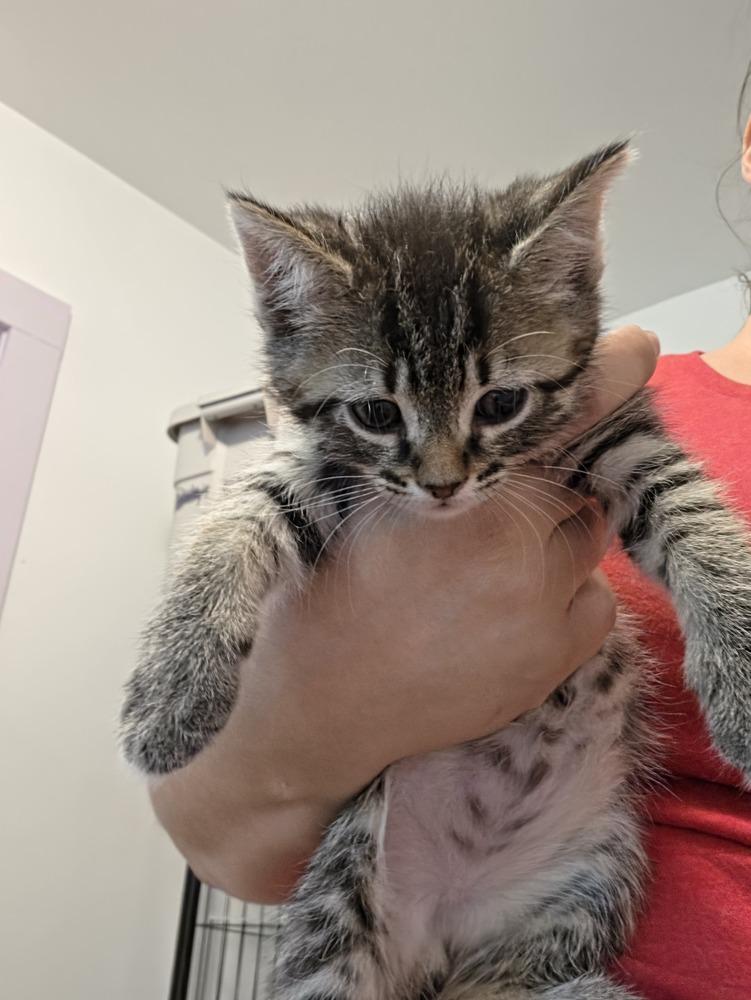 Enlarge Chia, a Adoptable mixed breed in Wild Rose, WI image 3/4