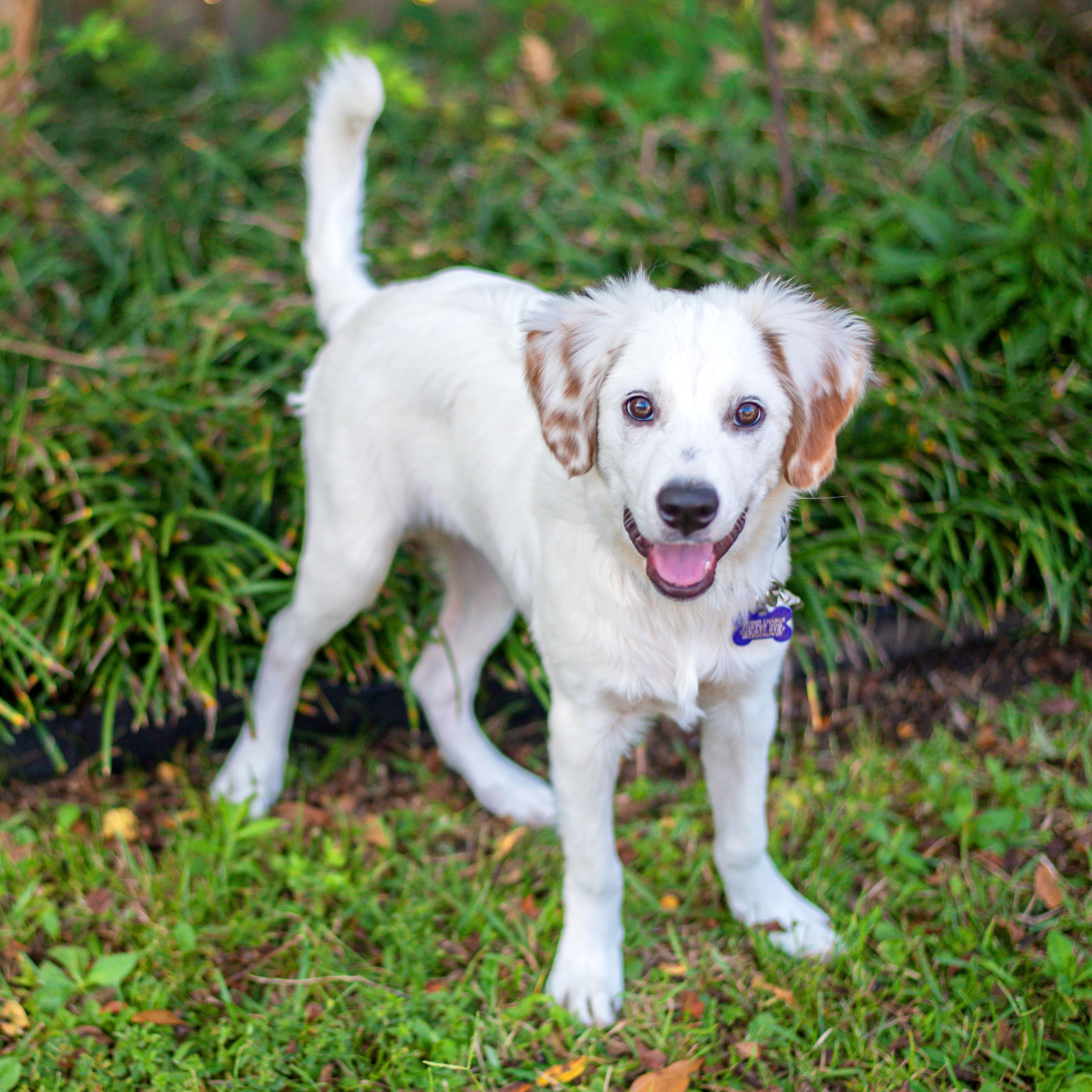 Enlarge Winston, an adopted Great Pyrenees in Baton Rouge, LA image 2/2