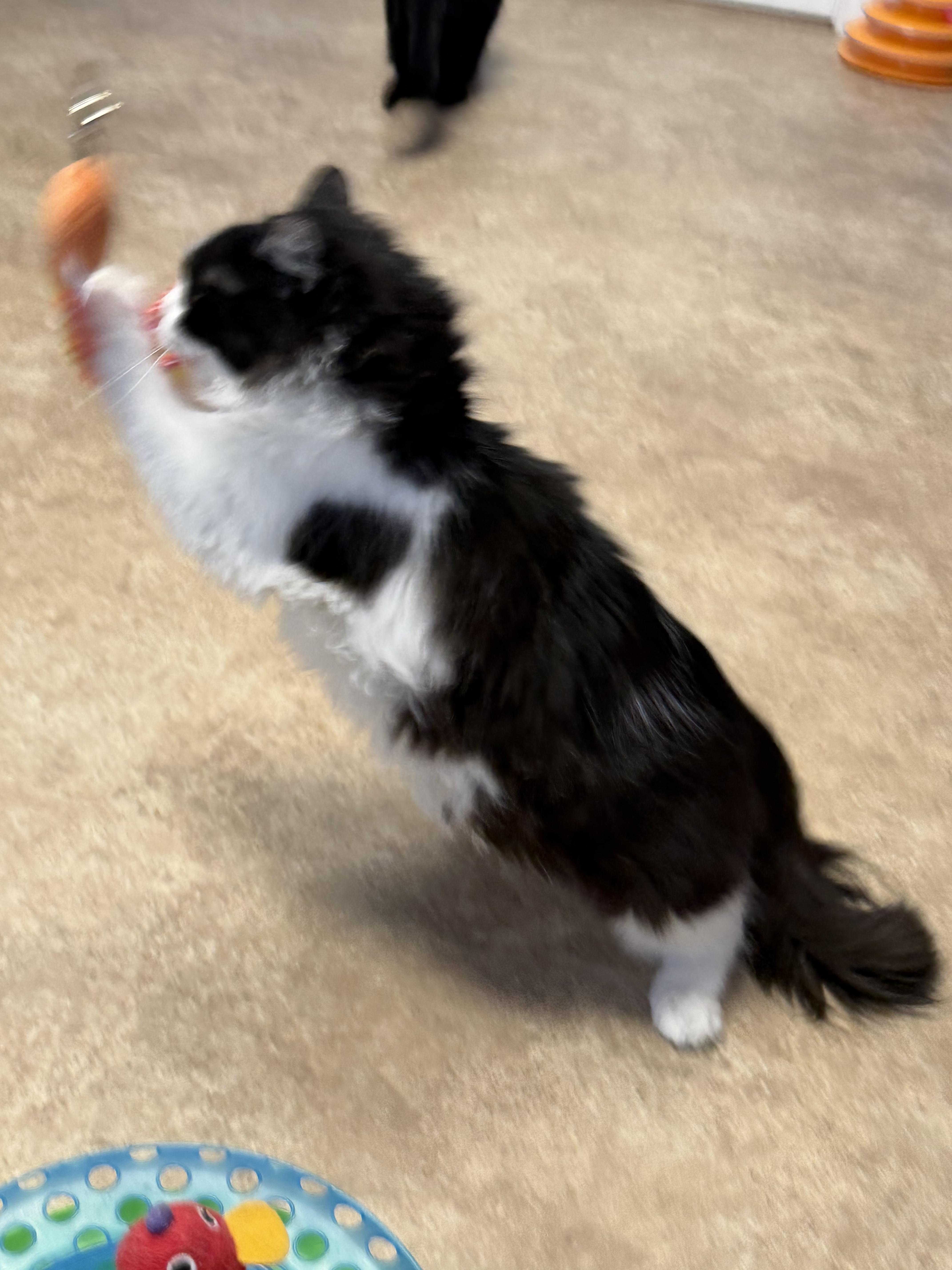 Enlarge Gem, an adopted mixed breed in Maineville, OH image 5/5