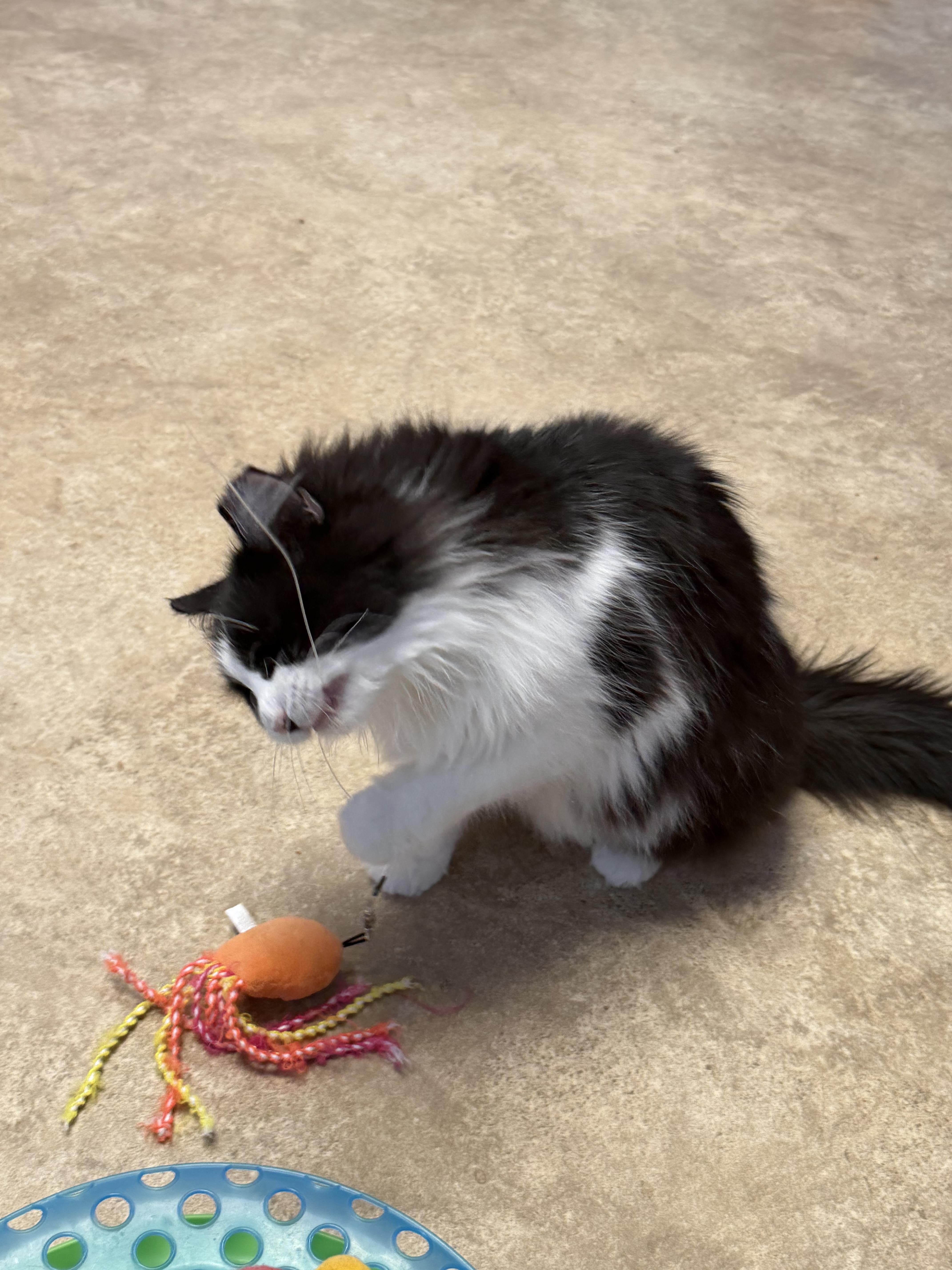 Enlarge Gem, an adopted mixed breed in Maineville, OH image 2/5
