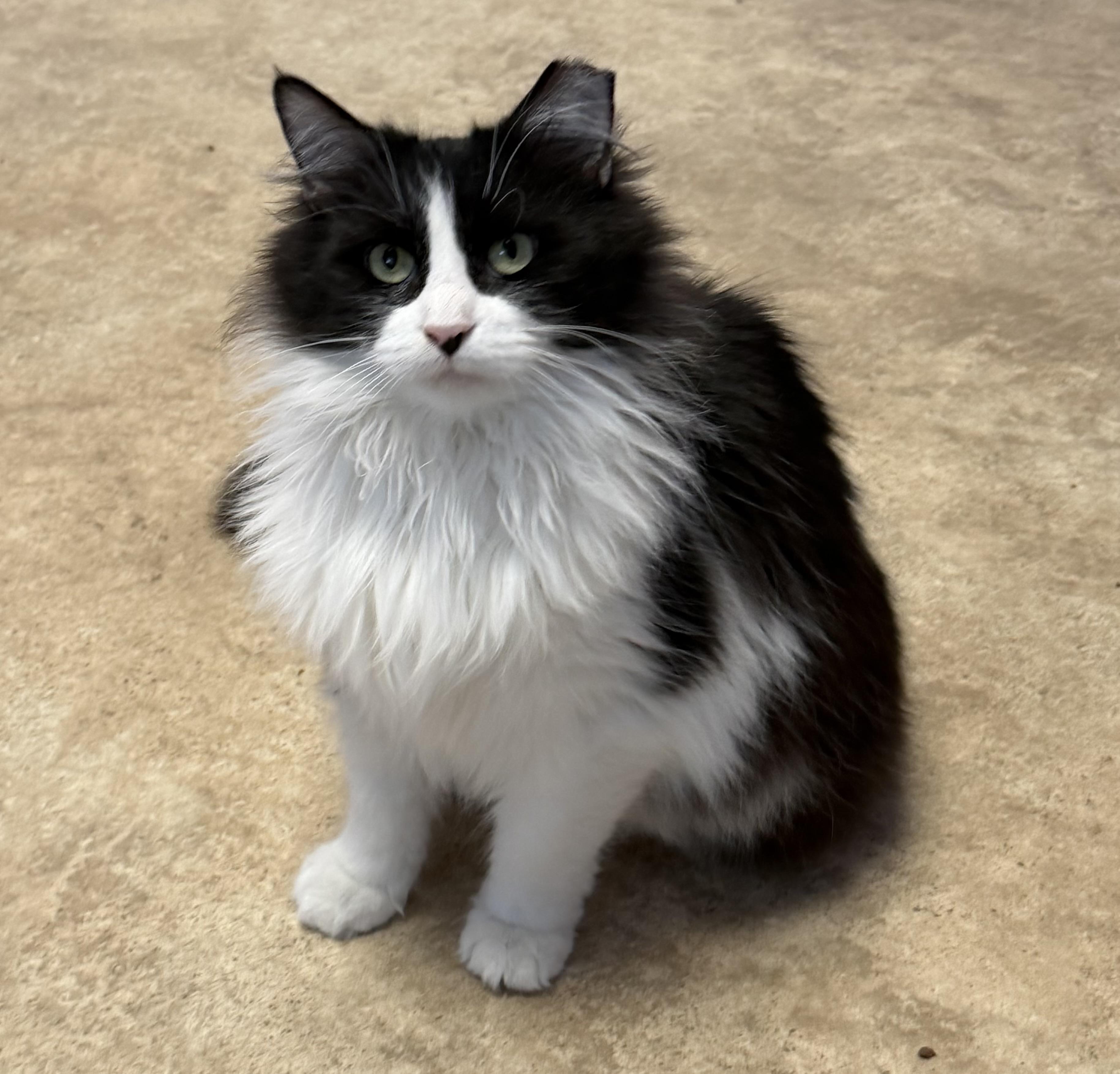 Enlarge Gem, an adopted mixed breed in Maineville, OH image 3/5