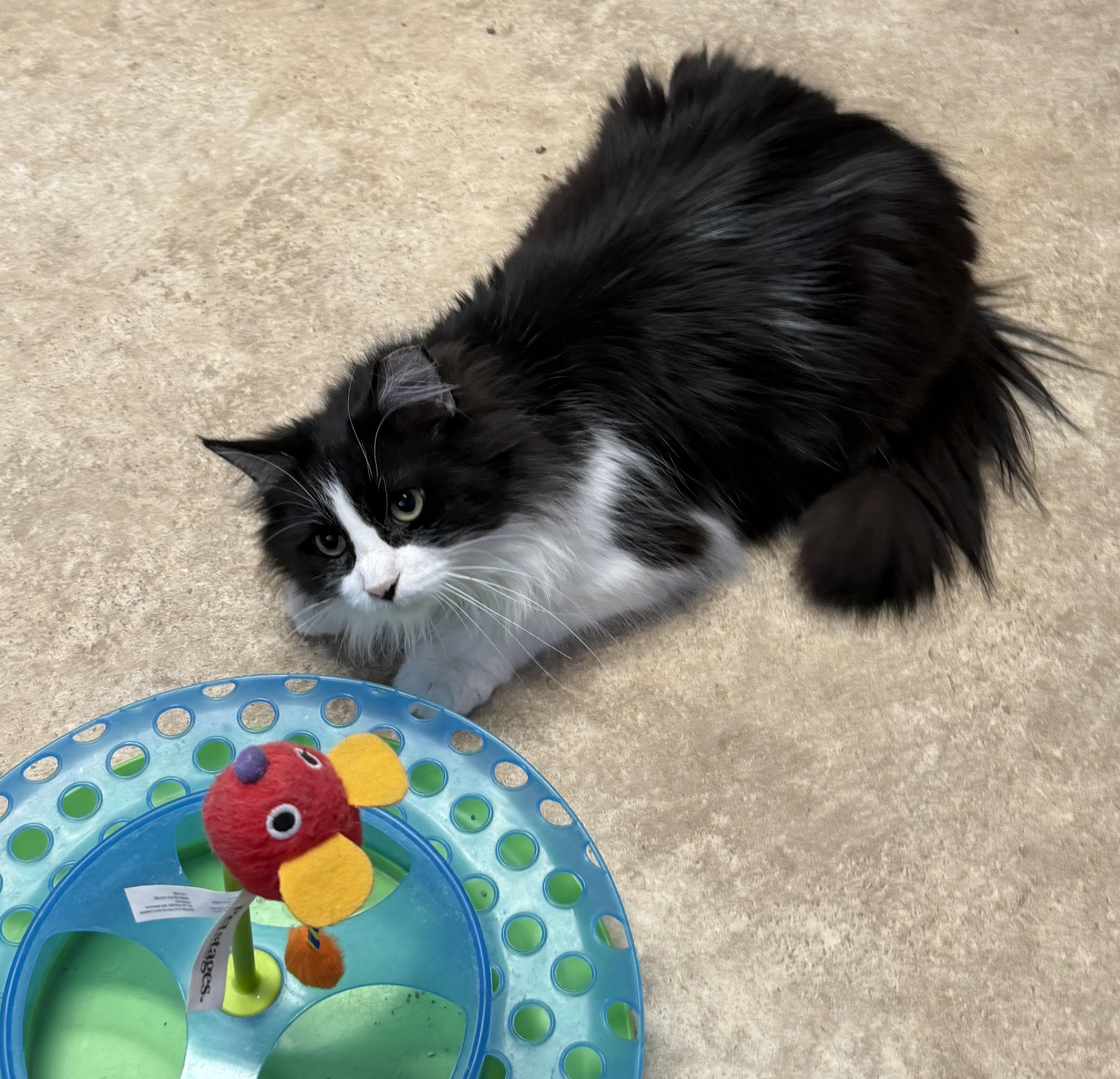 Gem, adopted, Adult Female Domestic Long Hair.
