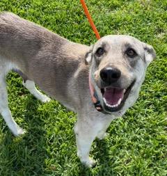 Enlarge Sarah, an adopted mixed breed in Longwood, FL image 4/6