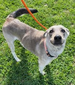 Enlarge Sarah, an adopted mixed breed in Longwood, FL image 1/6