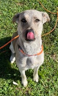 Enlarge Sarah, an adopted mixed breed in Longwood, FL image 5/6