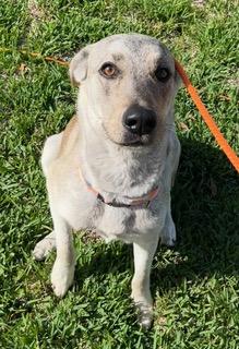 Enlarge Sarah, an adopted mixed breed in Longwood, FL image 6/6