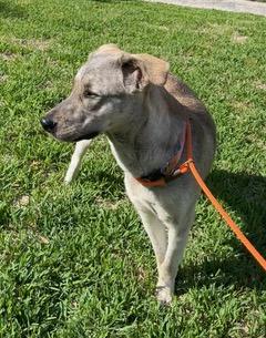 Enlarge Sarah, an adopted mixed breed in Longwood, FL image 2/6