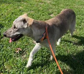 Enlarge Sarah, an adopted mixed breed in Longwood, FL image 3/6