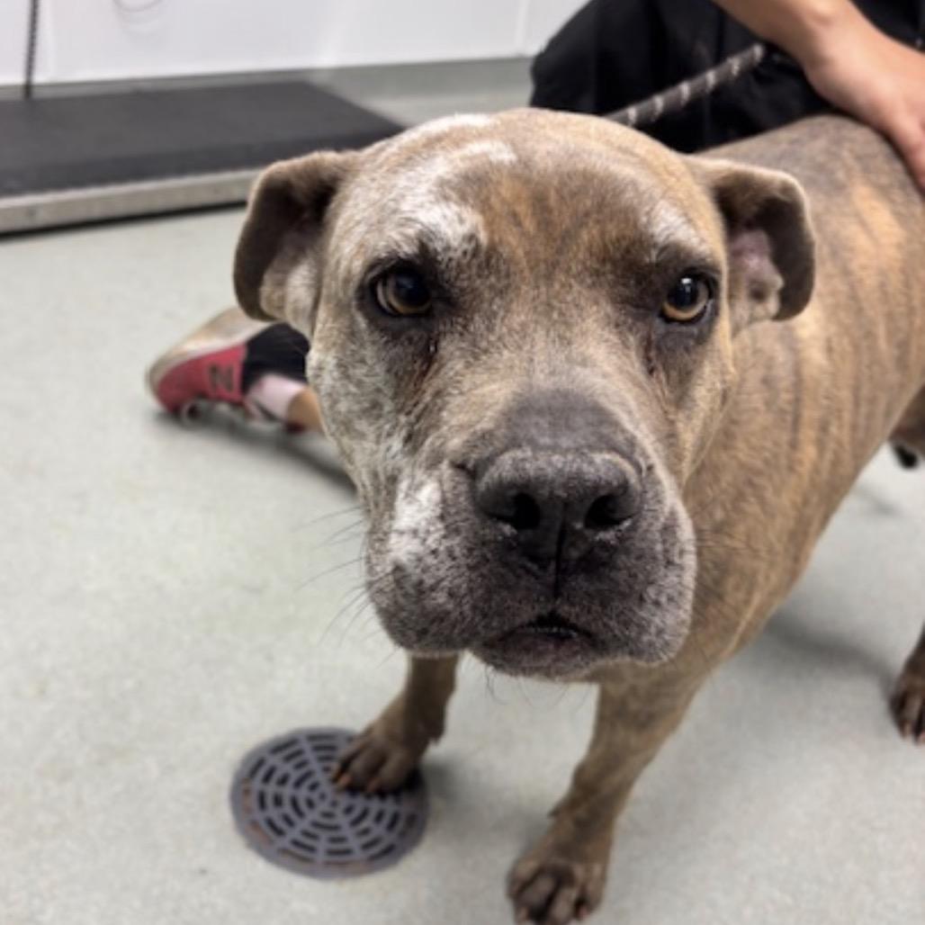 Enlarge Prim, a Adoptable mixed breed in Abilene, TX image 1/1