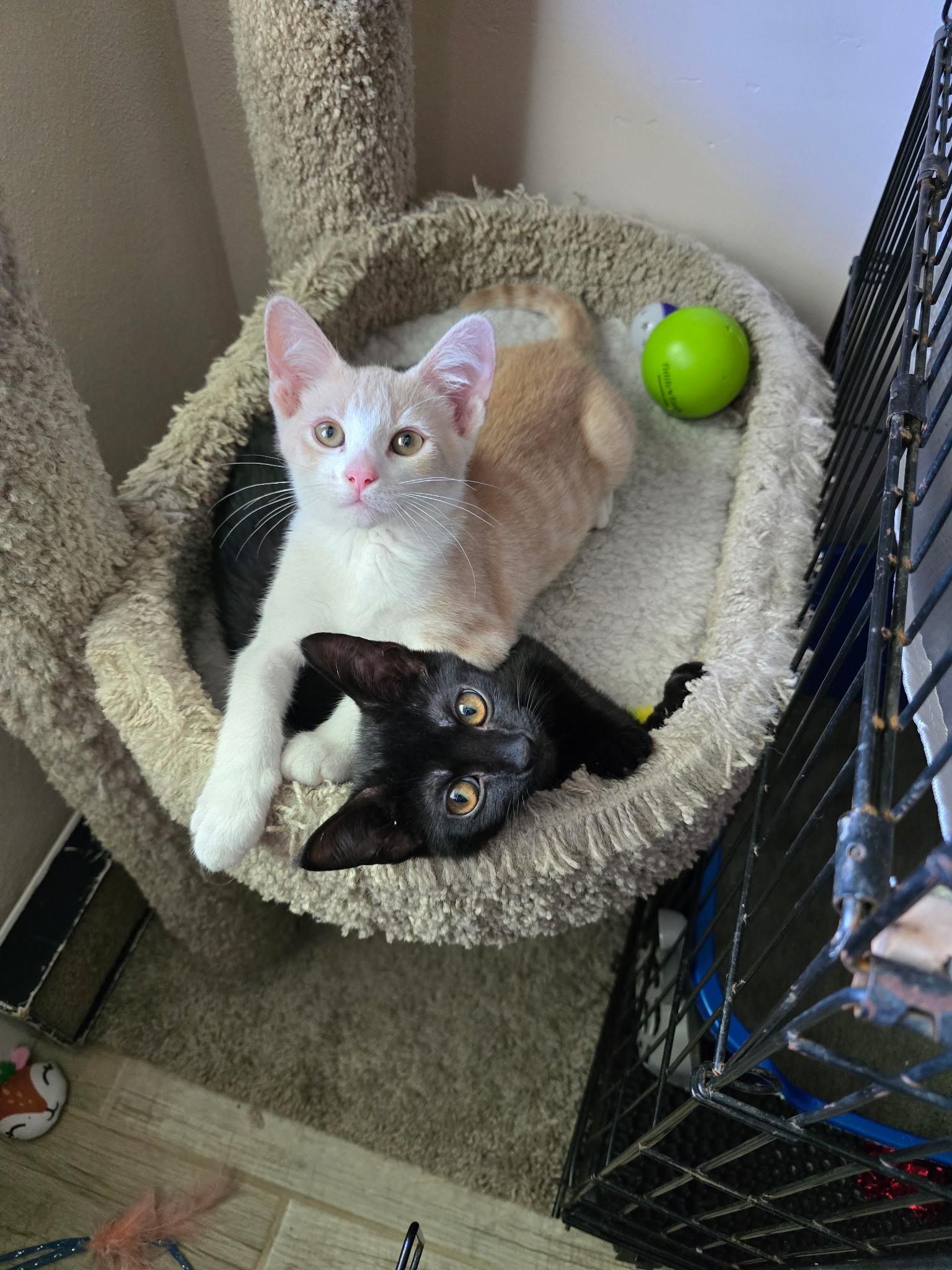 Remy & Molly, a Adoptable Domestic Short Hair in Windham, NH image 1/6