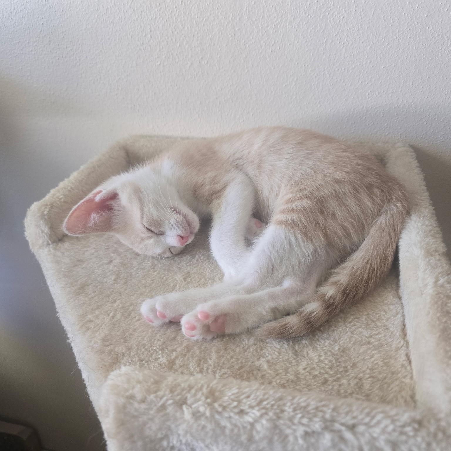 Remy & Molly, a Adoptable Domestic Short Hair in Windham, NH image 4/6