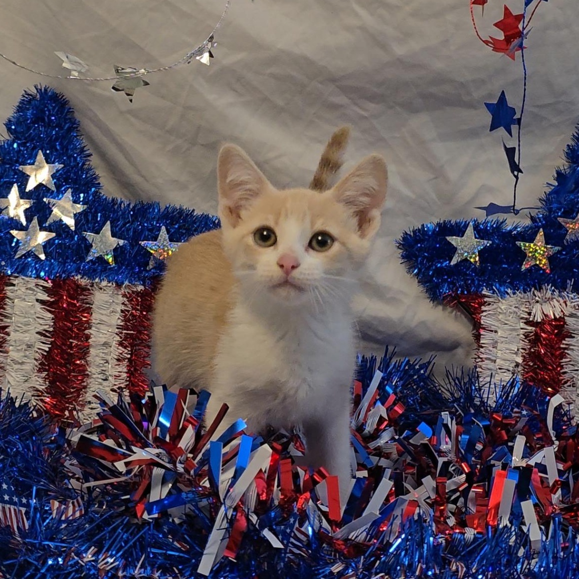 Remy & Molly, a Adoptable Domestic Short Hair in Windham, NH image 3/6
