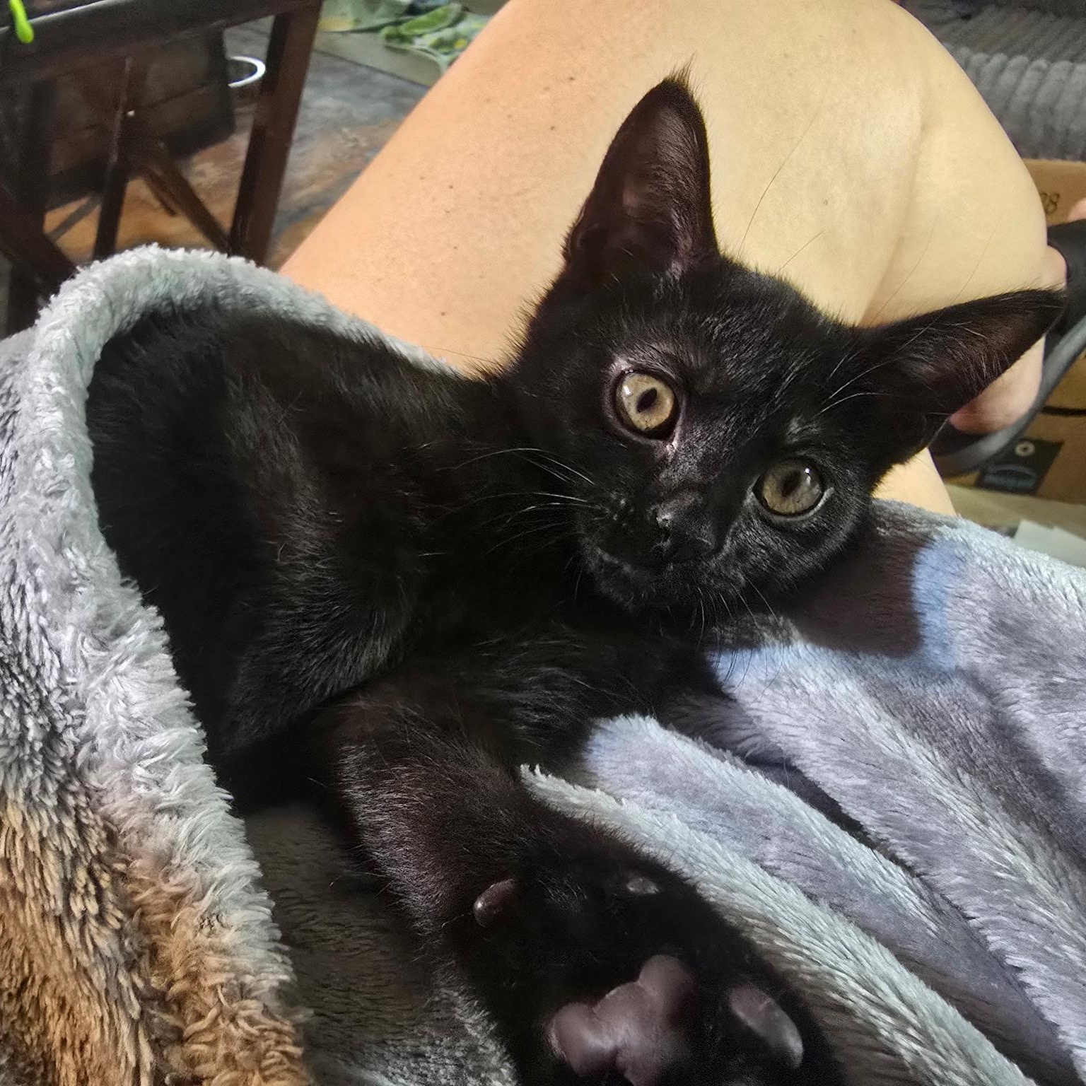 Remy & Molly, a Adoptable Domestic Short Hair in Windham, NH image 5/6