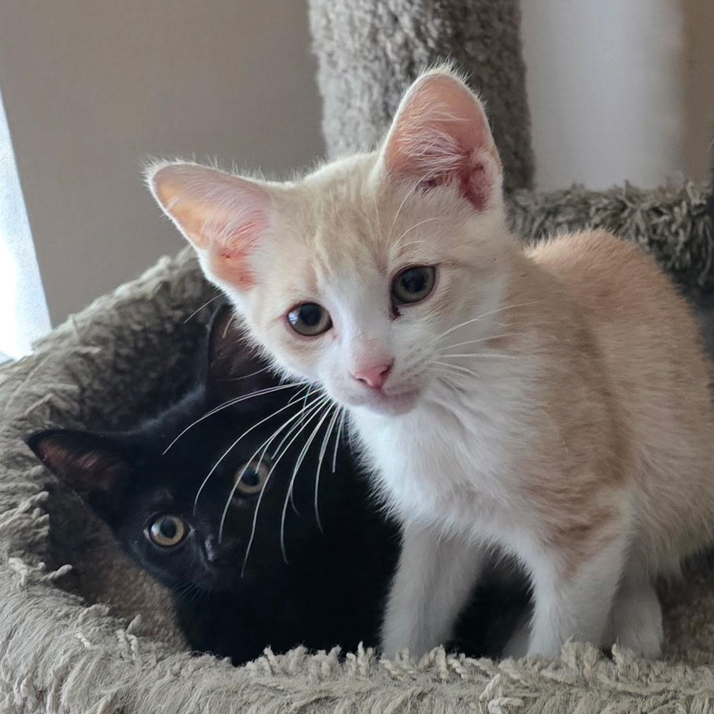 Remy & Molly, a Adoptable Domestic Short Hair in Windham, NH image 2/6