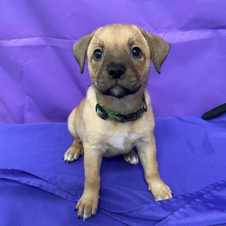 Oleander, Adoptable, Puppy Female Shepherd & Mixed Breed.