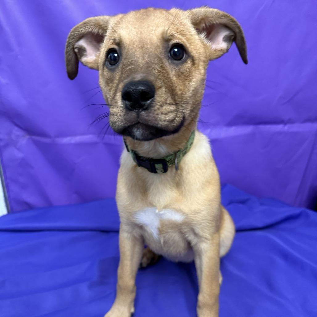 Oleander, a Adoptable mixed breed in North Myrtle Beach, SC image 2/2