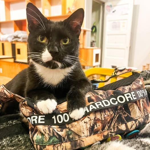 Jackson, Adoptable, Young Male Domestic Short Hair.