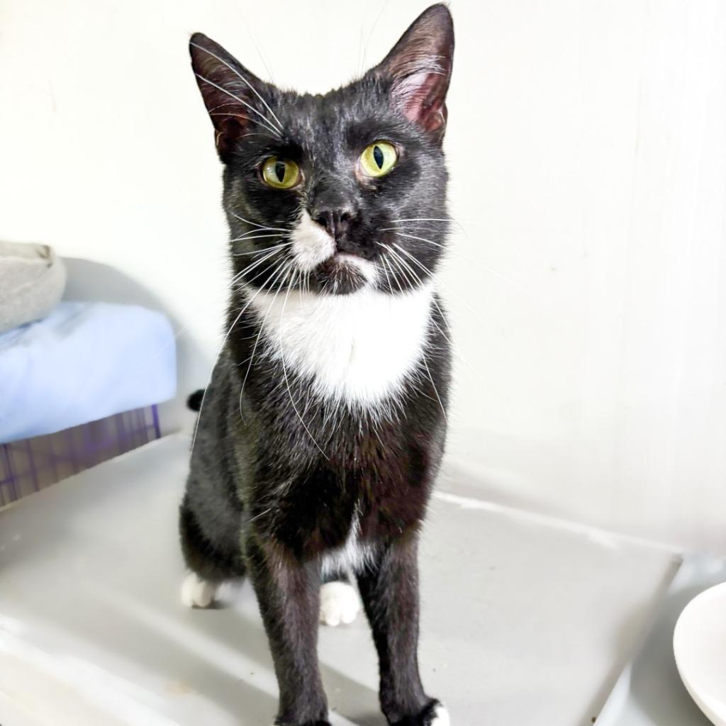 Enlarge Jackson, a Adoptable mixed breed in St. Louis, MO image 2/2