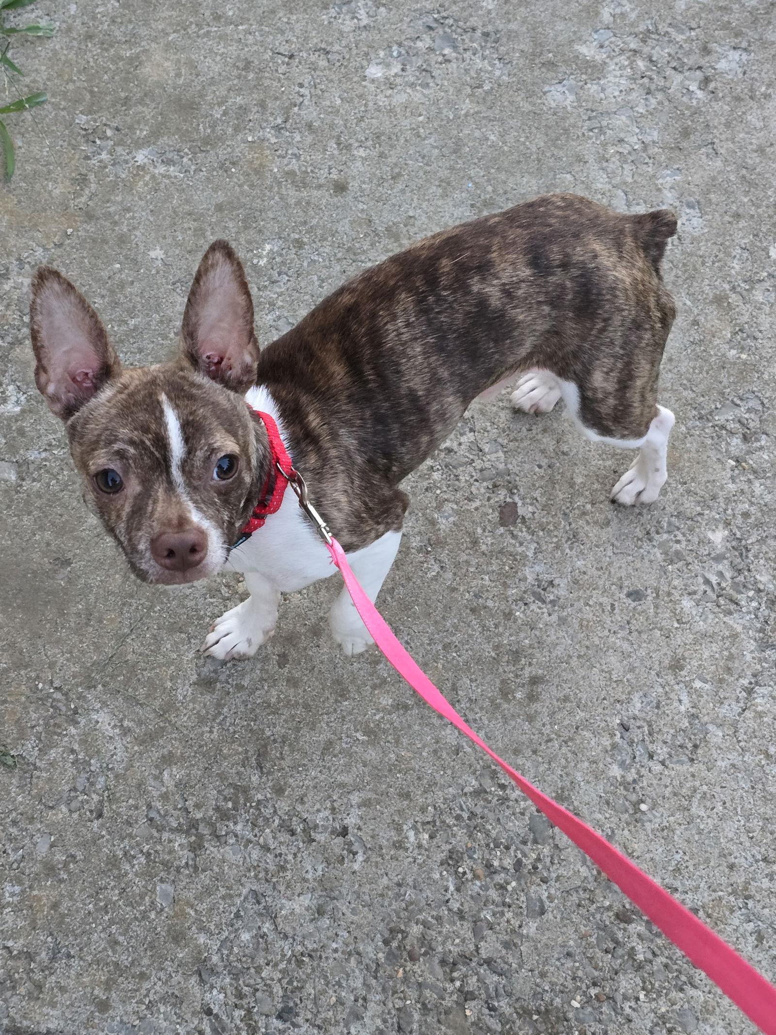 Enlarge Squiggy, a Adoptable mixed breed in Wilmington, DE image 2/2