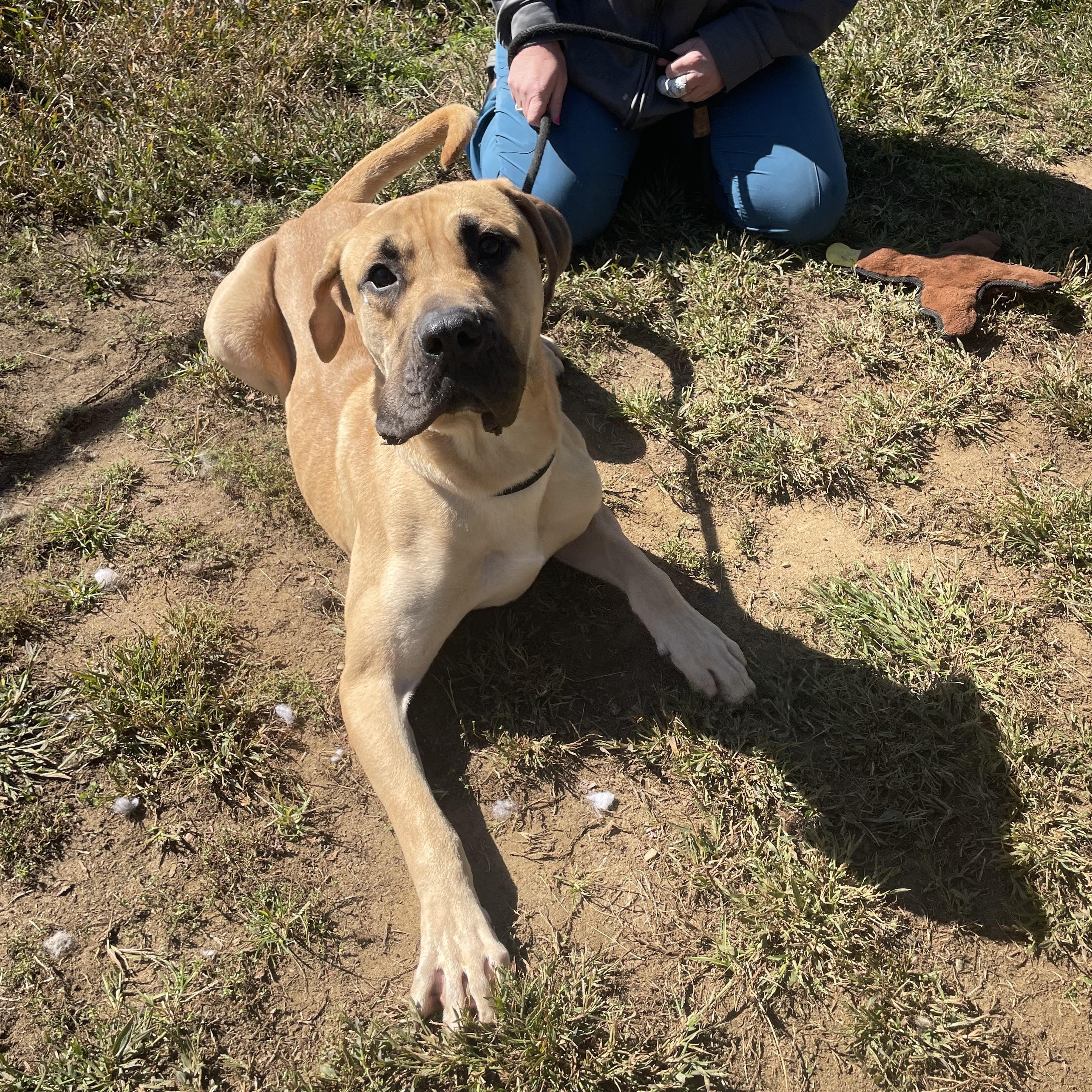 Dane, Adopted, Young Male Great Dane & Mastiff.