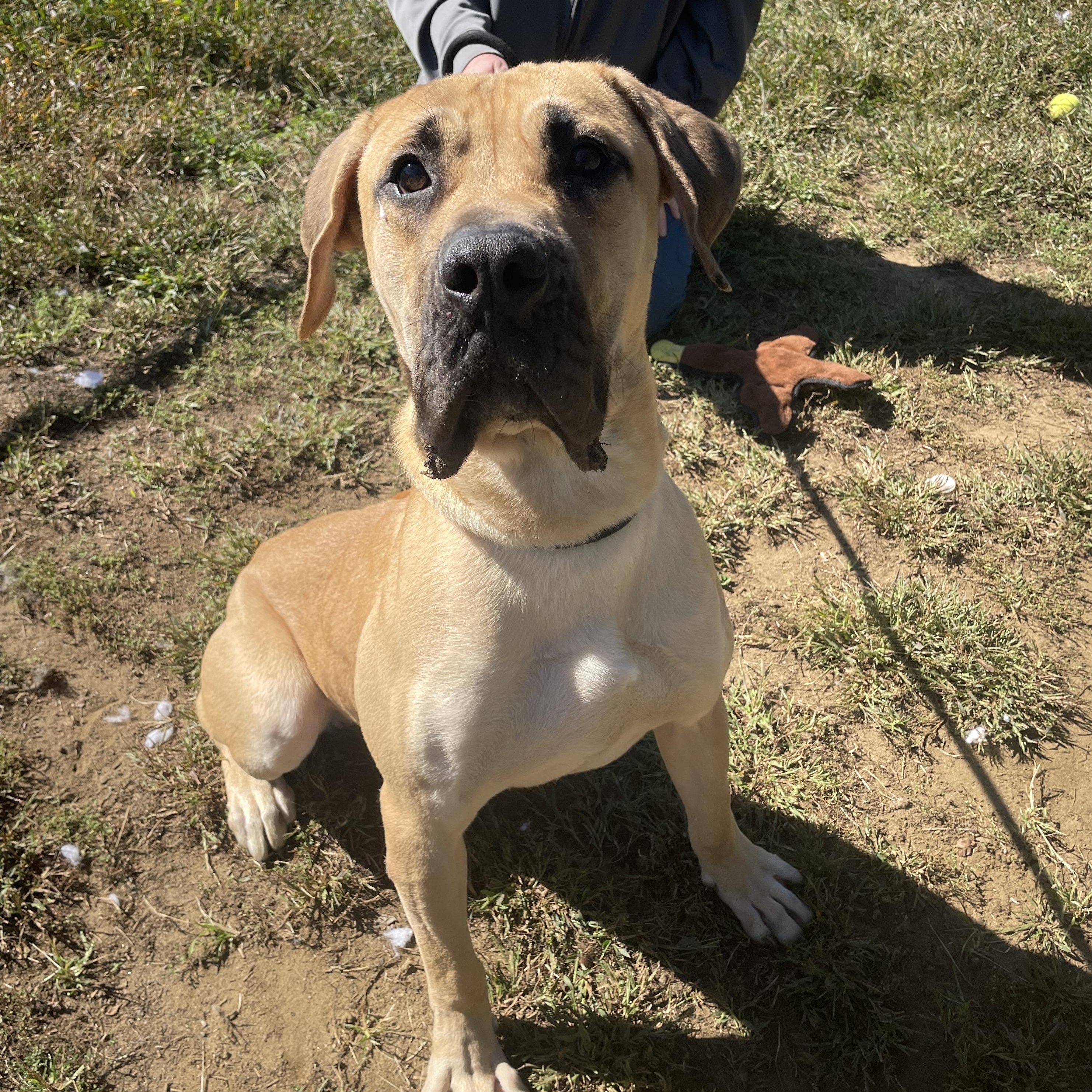 Enlarge Dane, a Adopted mixed breed in Mishawaka, IN image 3/3