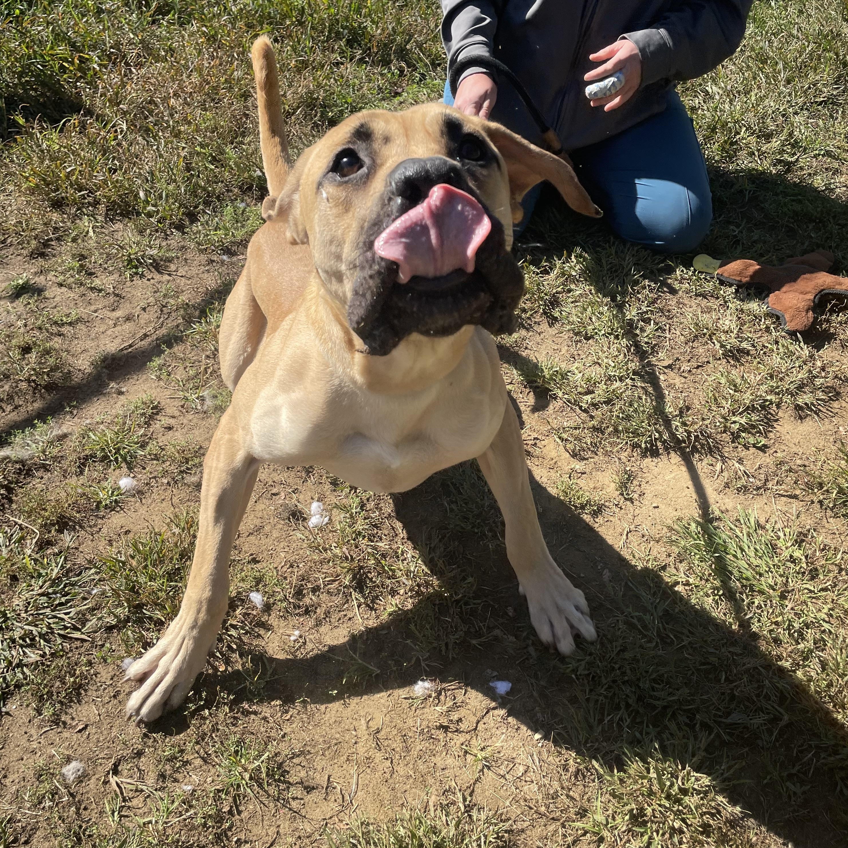 Enlarge Dane, a Adopted mixed breed in Mishawaka, IN image 2/3