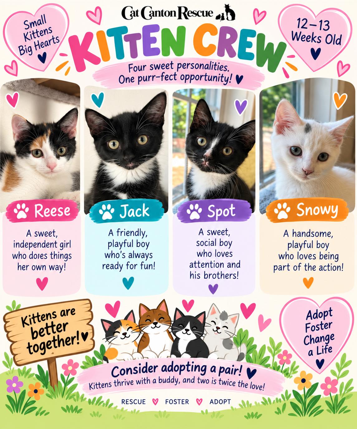 Reeses, Jack, Spot, Feather, Snowy, Adoptable, Kitten Male Domestic Short Hair & Calico.