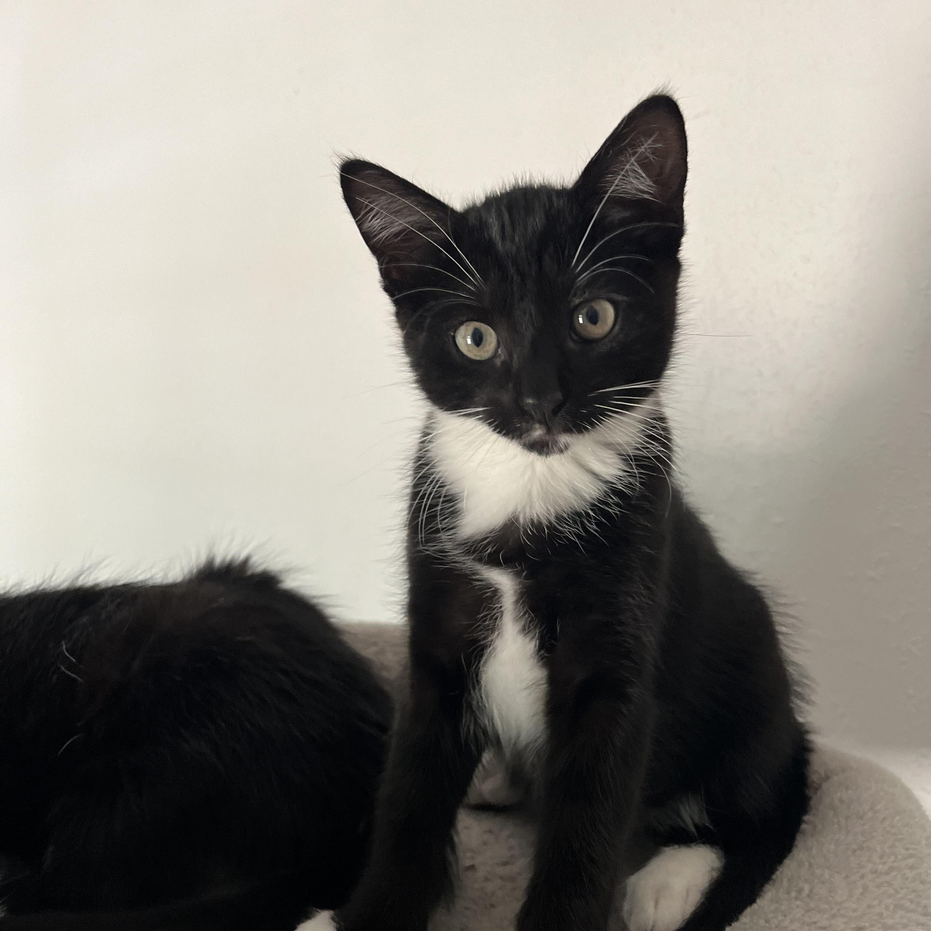 Enlarge Reeses, Jack, Spot, Feather, Snowy, a Adoptable mixed breed in Canton, MA image 5/5