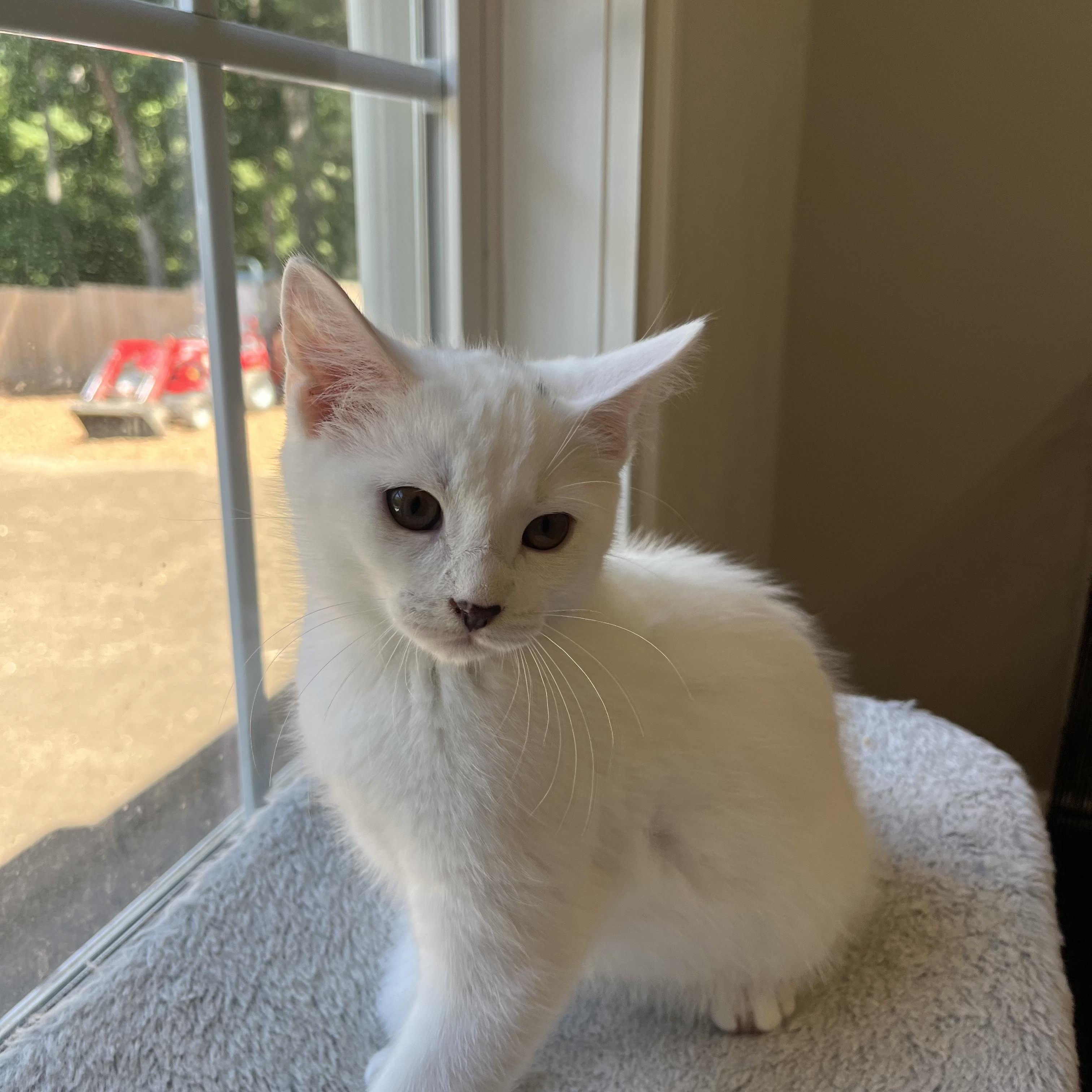 Enlarge Reeses, Jack, Spot, Feather, Snowy, a Adoptable mixed breed in Canton, MA image 3/5